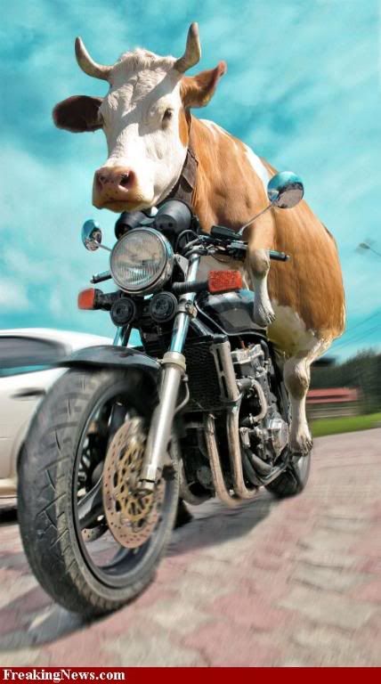 Biker-Cow--36393.jpg