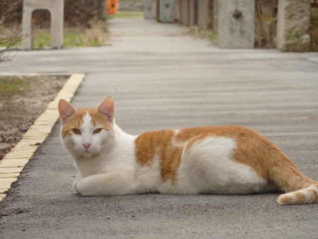 P1010174.jpg
