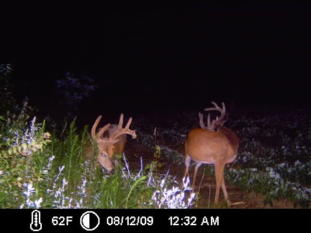 TrailCam09053.jpg