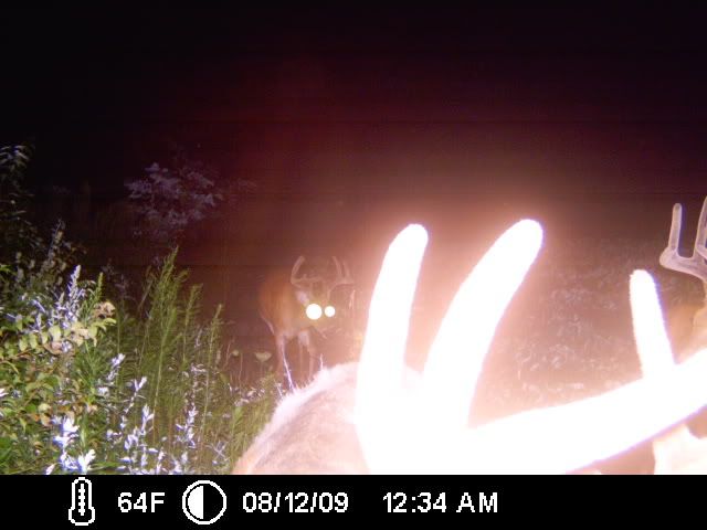 TrailCam09057.jpg