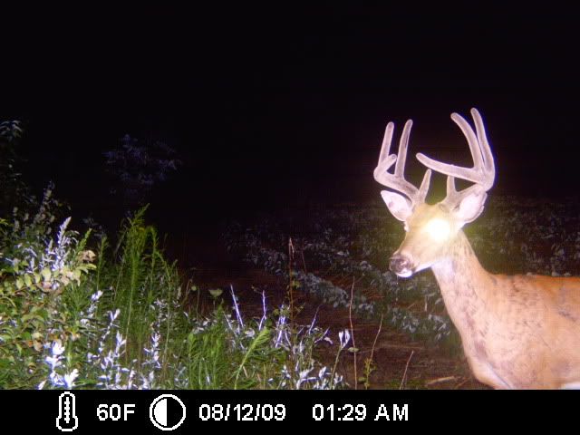 TrailCam09061.jpg