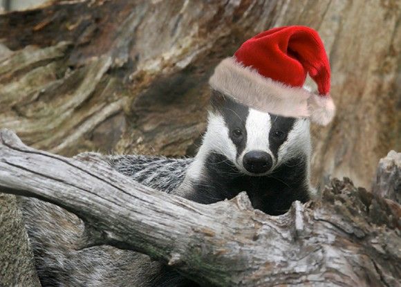 badger christmas Pictures, Images and Photos