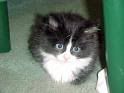Kitty Pictures, Images and Photos