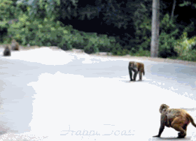funnymonkeys.gif funny monkeys image by kangamickeyroo