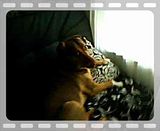 homevid2.flv KANGA AT HOME video by kangamickeyroo