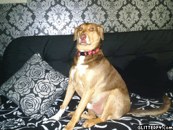kangaathome.gif KANGA AT HOME image by kangamickeyroo