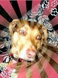 kangasunrays.jpg I LUV MY DOG image by kangamickeyroo
