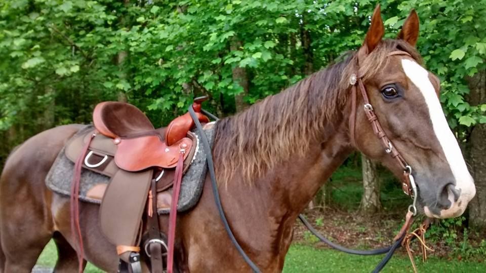 Two Different Saddles, Two Different Sweat Patterns The Horse Forum