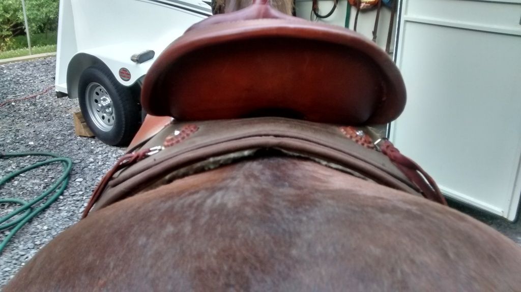 Two Different Saddles, Two Different Sweat Patterns The Horse Forum