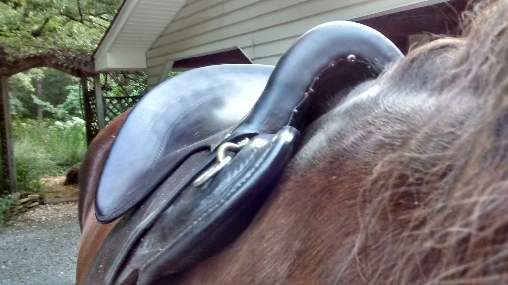 Two Different Saddles, Two Different Sweat Patterns The Horse Forum