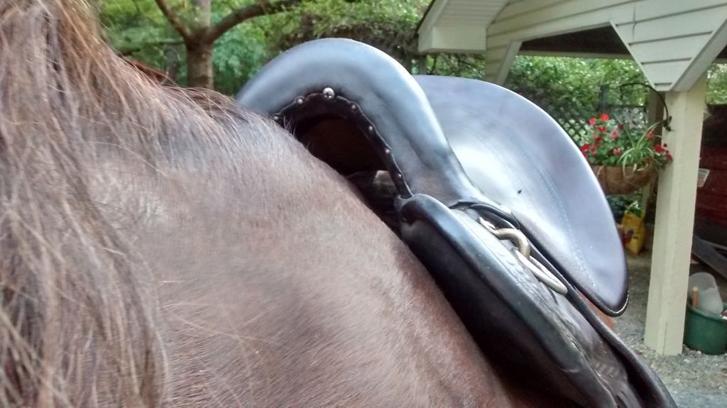 Two Different Saddles, Two Different Sweat Patterns The Horse Forum