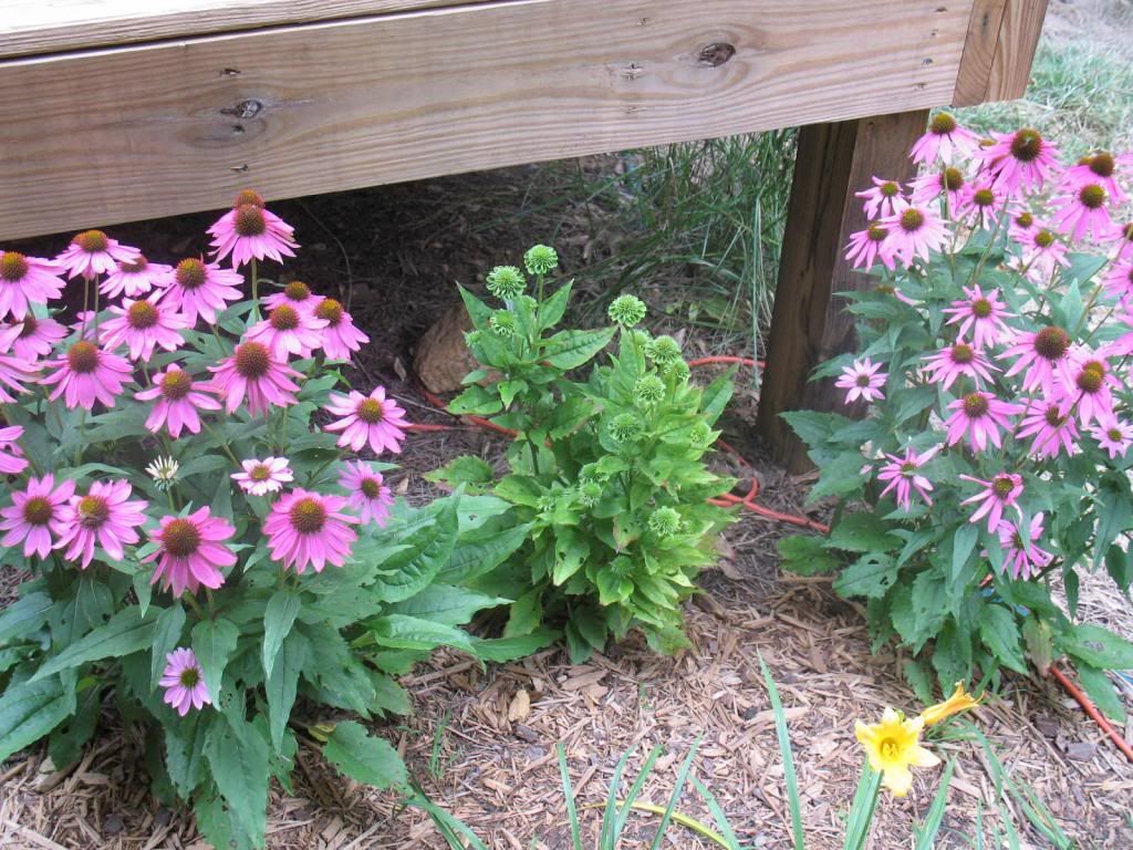  photo IMG_2933-1.jpg