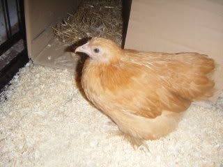 2009_0106babychicks0018.jpg