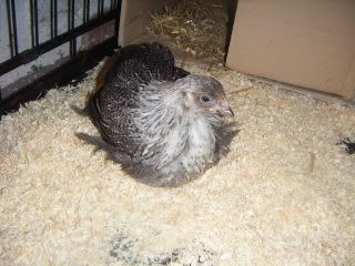 2009_0106babychicks0025.jpg