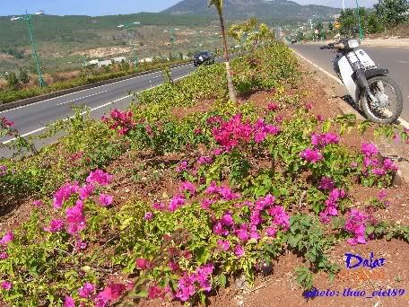 dalat,dalat,thao_viet89,thao_viet89,festival2010,festival2010