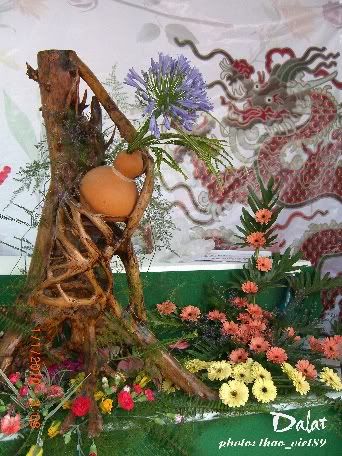 dalat,dalat,thao_viet89,thao_viet89,festival2010,festival2010