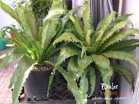 dalat,dalat,thao_viet89,thao_viet89,festival2010,festival2010