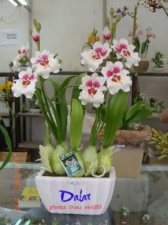 dalat,dalat,thao_viet89,thao_viet89,festival2010,festival2010