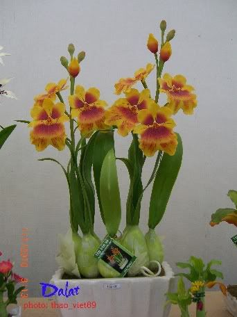 dalat,dalat,thao_viet89,thao_viet89,festival2010,festival2010