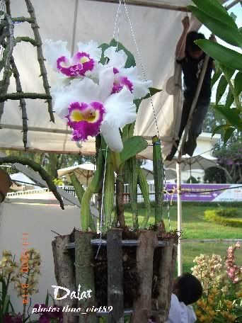 dalat,dalat,thao_viet89,thao_viet89,festival2010,festival2010