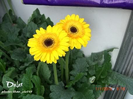 dalat,dalat,thao_viet89,thao_viet89,festival2010,festival2010