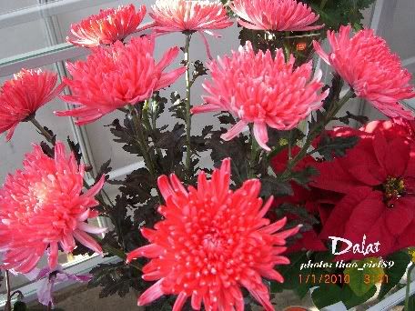 dalat,dalat,thao_viet89,thao_viet89,festival2010,festival2010