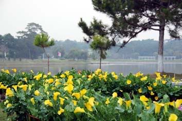 dalat,festival2010,thao_viet89,hoa