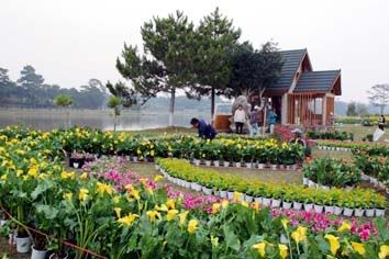 dalat,festival2010,thao_viet89,hoa