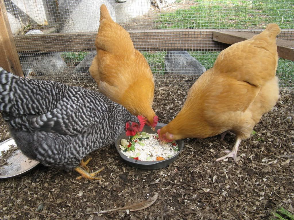Broody jail worked! BackYard Chickens Learn How to Raise Chickens