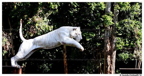 Leaping_White_Tiger_by_TVD_Photogra.jpg