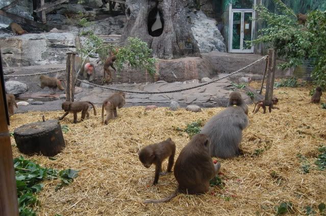 Skansen